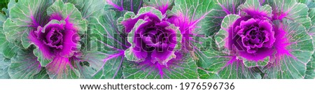 Seamless vibrant pattern of decorative cabbage