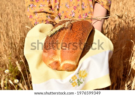 a loaf of bread in the hands of a woman on the background of a wheat field.