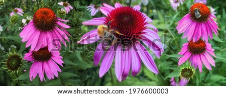 Seamless vibrant pattern of pink flowers and bumble bees in summer garden