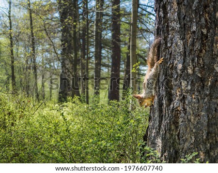 The squirrel sits upside down on the bark of a pine tree and eats. Squirrel on a tree. Squirrel in a natural park. Blue sky, tree trunks in the background.
