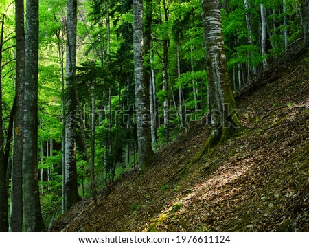 Lights spreading through the dense leaves of a mixed beech and spruce forest. The trees are growing on an inclined mountain side. Cozia Massif, Carpathia, Romania. Royalty-Free Stock Photo #1976611124