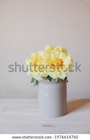 Beautiful yellow peony flowers in full bloom in vase against white background. Space for text. Spring or summer blooms. 