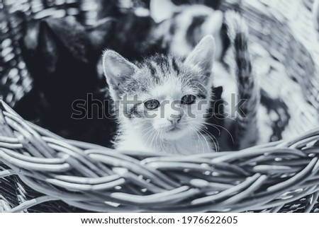 adorable kitten face looking out of the basket