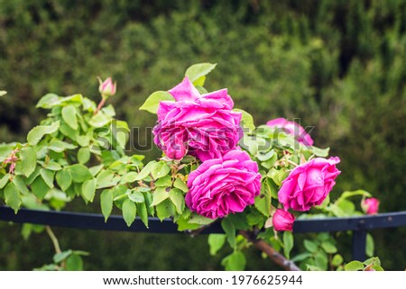 beautiful rose bush flowering in the garden