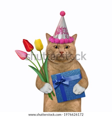 A cat reddish holds a bouquet of tulips and a blue box. White background. Isolated.