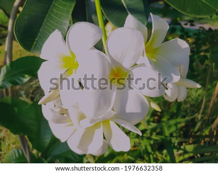 Plumerias white frangipani in Thailand