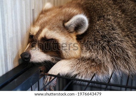 A closeup picture of a domesticated racoon sleeping on top of its cage after a big meal. 