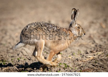 Rabbit running across the fields (hunting)