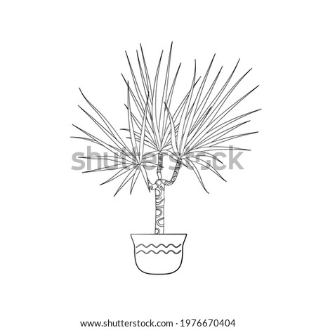 Line art black tropical potted house plant dracaena isolated on white background. Stock vector illustration.