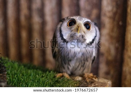 A close up picture of a cute little elf owl with adorable big googly eyes and white and brown features is standing on a box ready to be pet.   