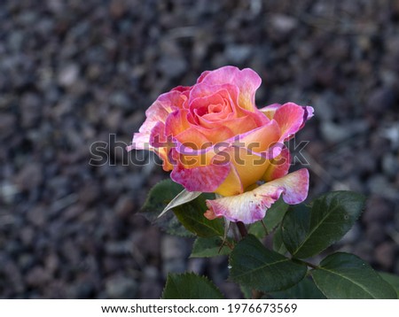 Rare rose flower at cultivation garden macro close up species