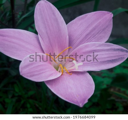 closeup pink zephyranthes rain lily  flower