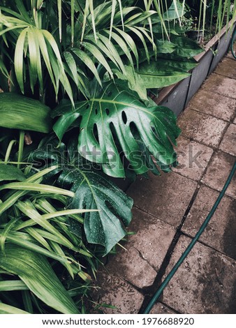 tropical plants in the greenhouse, including monstera and palm