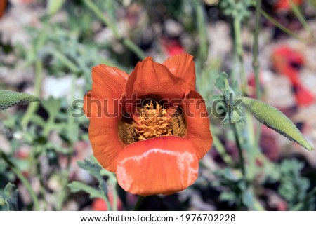 poppy flower close-up, in its natural environment, uncut from the branch.