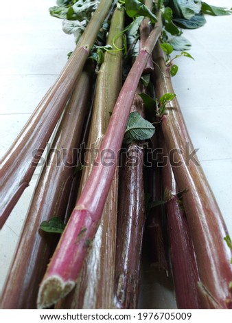This is the picture of fresh natural garden rhubarb vegetable