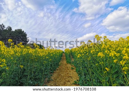rapeseed field in a hilly landscape
