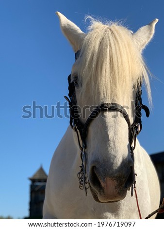The White Horse is standing on the sand. A thoroughbred horse for a walk around the yard. Large animal with hooves.