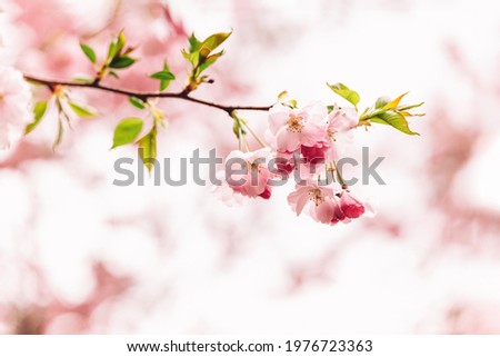 Amazing pink cherry blossoms on the Sakura tree. Beautiful spring tree. Selective focus. 