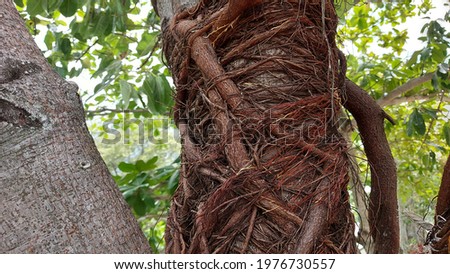 Small branches of shrub have woven the trunk of the tree