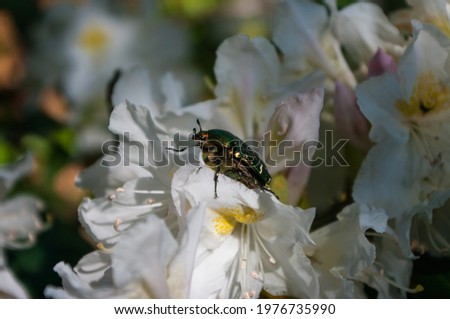 Rose chafer sitting on a rhododendron flower. A common European beetle with metallic green color in its natural habitat. A close up horizontal picture.