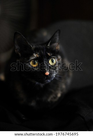 Black tricolor cat on a dark background