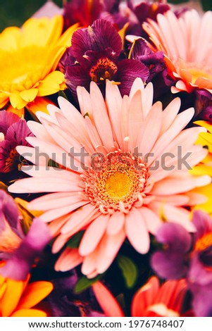 Multicolored Gerbera bouquet. Great decision for design