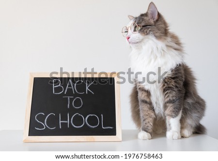 A cute gray cat in glasses with a blackboard meets schoolchildren. Postcard back to school.
