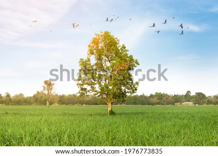 View of green trees, clear sky and birds flying in the beautiful nature.
