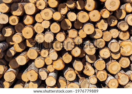 piles of logs lie outdoors. Timber warehouse. High quality photo