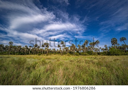 Beautiful landscape with palm trees. Blue sky with some clouds.