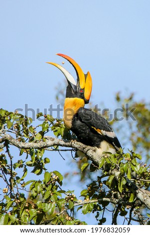 Great indian hornbill, with bill open, catching a seed in the air.

