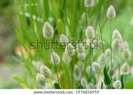 harestail grass ears, Lagurus ovatus Royalty-Free Stock Photo #1976856959