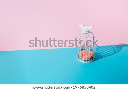 Pastel pink rose, inside of a bird cage, modern minimal style on pastel pink and royal blue background.