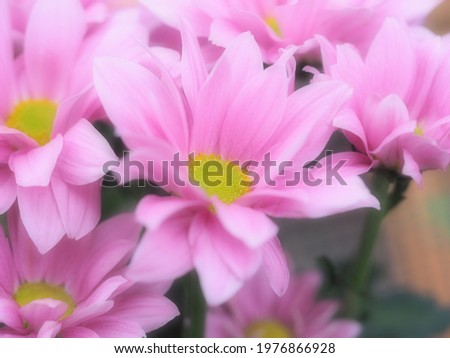 Chrysanthemum flowers in full bloom pastel colours.