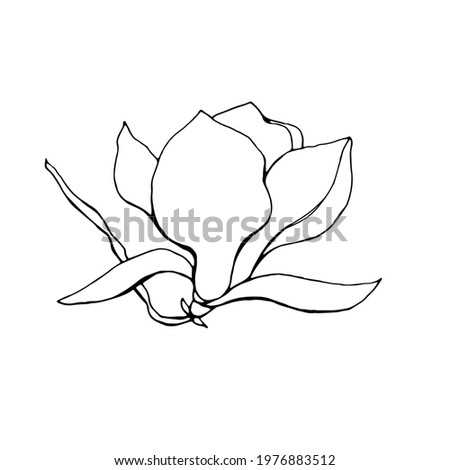 Magnolia flower, magnolia tree branch. Vector image, black line
