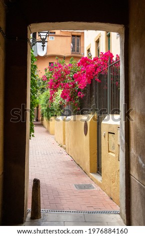 Pretty bougainvillea at the end of a street