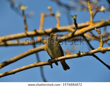 Close-up of a May nightingale on a twig of a spring apple tree under a blue sky on a sunny evening.