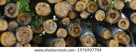 Background of cut and stacked tree trunks