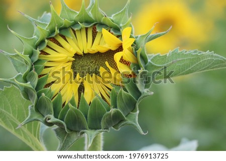 Sunflower High Res Stock Images

