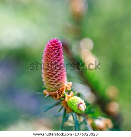 a young female cone of ordinary spruce, it is pink and its scales invitingly open in anticipation of pollen. Scientifically, the cones of gymnosperms are called strobila. Young cones of a Blue Spruce Royalty-Free Stock Photo #1976923823