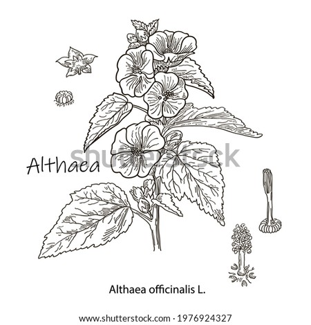 Althaea officinalis, or common marshmallow - medicinal herb. Hand drawn botanical vector illustration Royalty-Free Stock Photo #1976924327