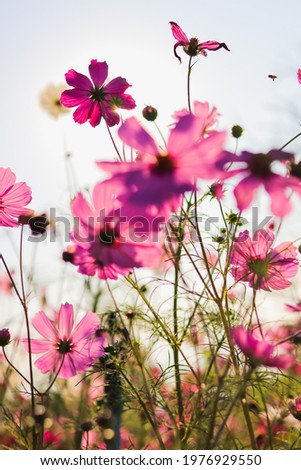 Beautiful cosmos flowers on a blurred background make them stand out from the background and have natural beauty and are popular to plant for tourists to admire their beauty.