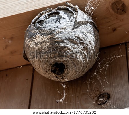 Hornet wasps nest on the inside frame of a house wall. Pest control work. Close up. Royalty-Free Stock Photo #1976933282