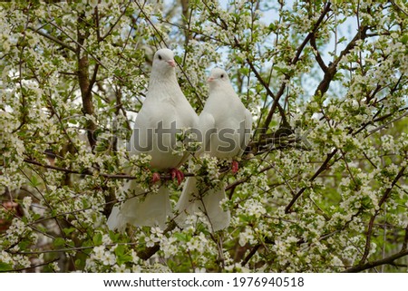 Two white doves with love. Valentine and Sweetest day concept. Couple of pigeons bird on the tree with background of blossom gardens.Love end familly concept.Couple of lover bird. together concept. 