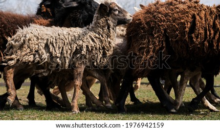 Flock of domestic purebred white and black sheep graze in paddock in countryside on farm. Horizontal long banner with sheep and rams. Grazing of domestic animals.