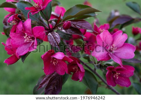 Floral background. Blooming apple trees. Spring red flowers on a background of green grass. 