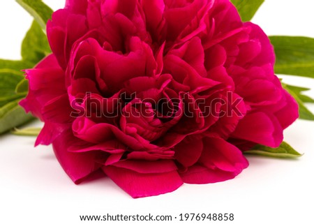 Beautiful red peony flower isolated on white background. Low key blooming peony picture for decoration. 