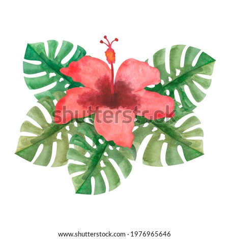 Watercolor set of hand painted tropical red hibiscus chinese rose, green monstera leaves isolated on white. Jungle flower clip art for summer wedding invitation and party card making, postcards design