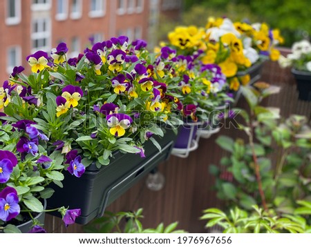 Decorative flower pots with spring flowers viola cornuta in vibrant violet and yellow color, purple yellow pansies in flower pots hanging on a fence in balcony garden Royalty-Free Stock Photo #1976967656
