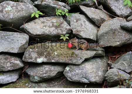 An eastern chipmunk carries a strawberry along a stone wall